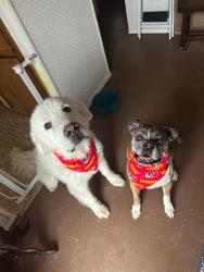 Reunited Female Dog last seen Hunters glen and n park dr , Watauga, TX 76148