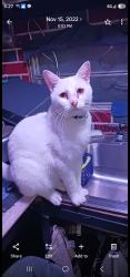Lost Male Cat last seen Near hays and oakwood , Spring Hill, FL 34610