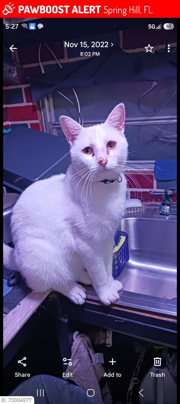 Lost Male Cat last seen Near hays and oakwood , Spring Hill, FL 34610