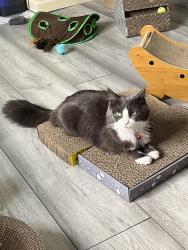 Lost Female Cat last seen North Close, Saundersfootz, Pembrokeshire, Wales SA69 9LT
