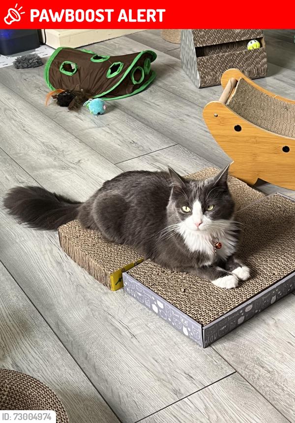Lost Female Cat last seen North Close, Saundersfootz, Pembrokeshire, Wales SA69 9LT