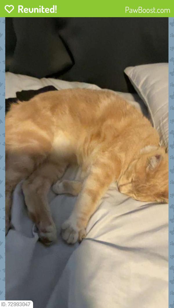 Reunited Male Cat last seen Pamela Ct and Santa Barbara St, Santa Paula, CA 93060