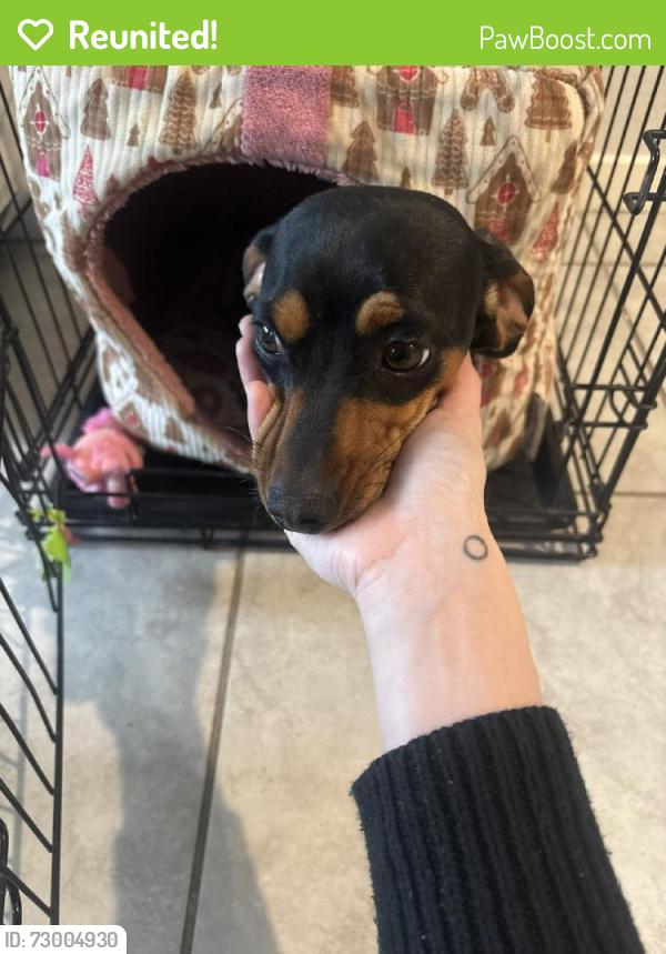Reunited Female Dog last seen Glendale, AZ 85307, USA, Luke Air Force Base, AZ 85307
