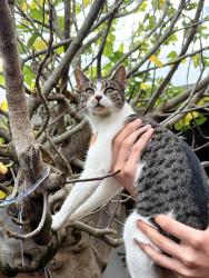 Lost Female Cat last seen Corner of Athol St and Laura St, Moonee Ponds, VIC 3039