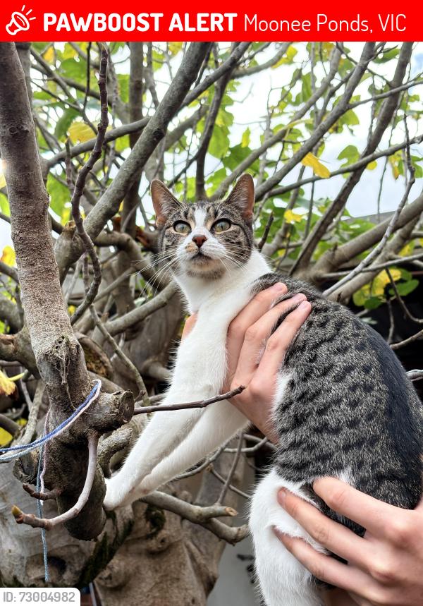 Lost Female Cat last seen Corner of Athol St and Laura St, Moonee Ponds, VIC 3039