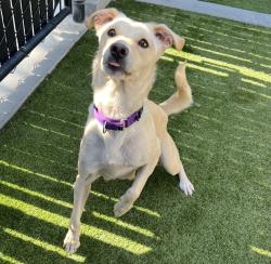 Shelter Stray Female Dog last seen Not Provided., Brawley, CA, 92227, El Cajon, CA 92020, USA