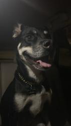 Reunited Male Dog last seen W Baywater Ave and N Forest Gate St, North Las Vegas, NV 89084