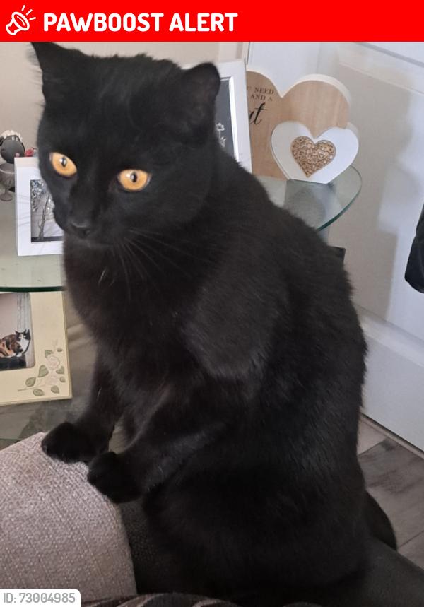 Lost Male Cat last seen Eshott Court in neighbours garden, Tyne and Wear, England NE5 2RN