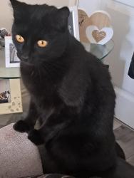 Lost Male Cat last seen Eshott Court in neighbours garden, Tyne and Wear, England NE5 2RN
