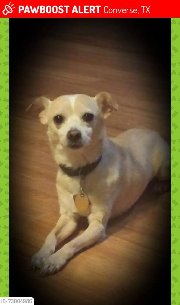 Lost Male Dog last seen N/a, Converse, TX 78109