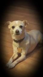 Lost Male Dog last seen N/a, Converse, TX 78109