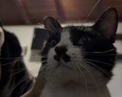 Lost Male Cat last seen 2nd and Orange, Azusa, CA 91702