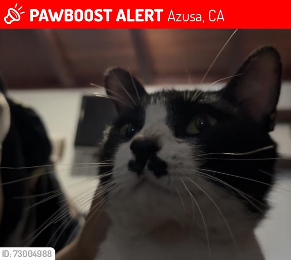 Lost Male Cat last seen 2nd and Orange, Azusa, CA 91702