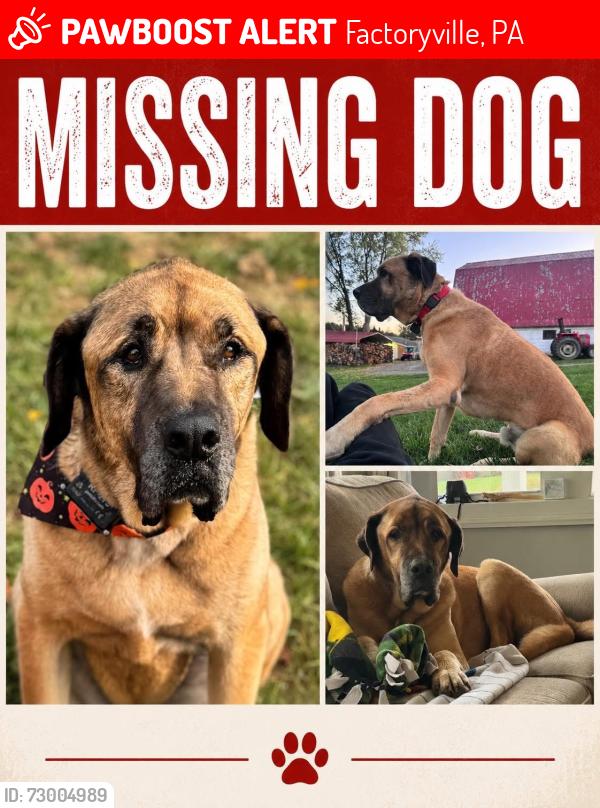 Lost Male Dog last seen Seamans Airport, Factoryville, PA 18419
