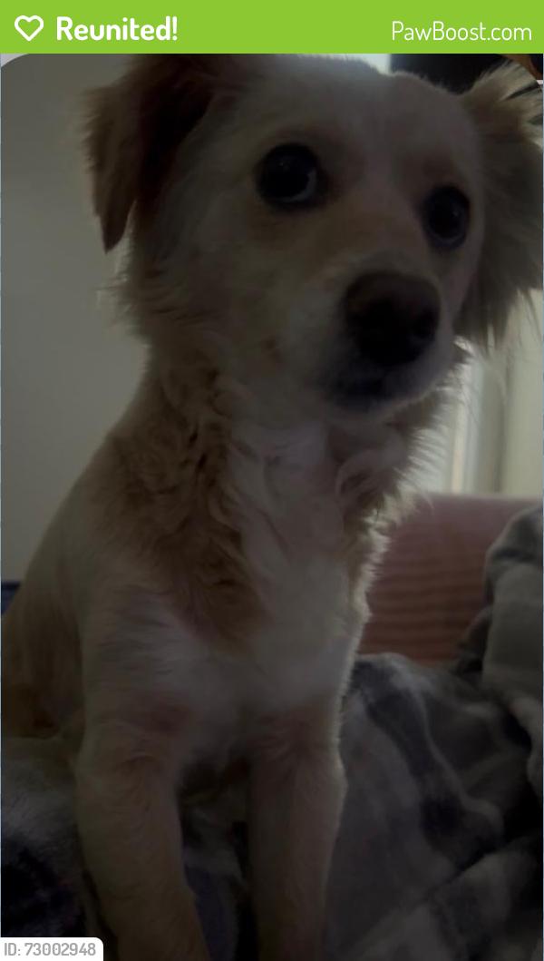 Reunited Female Dog last seen Near Hilary Way, Vallejo, CA 94591, USA, Vallejo, CA 94591