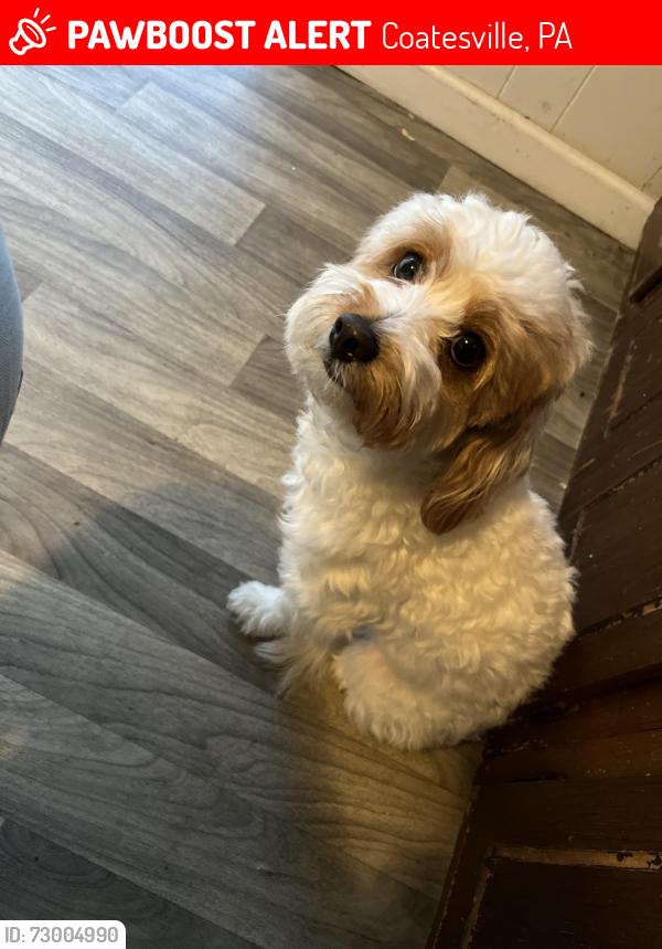 Lost Female Dog last seen 1st Avenue Coastal, Coatesville, PA 19320