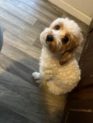 Lost Female Dog last seen 1st Avenue Coastal, Coatesville, PA 19320