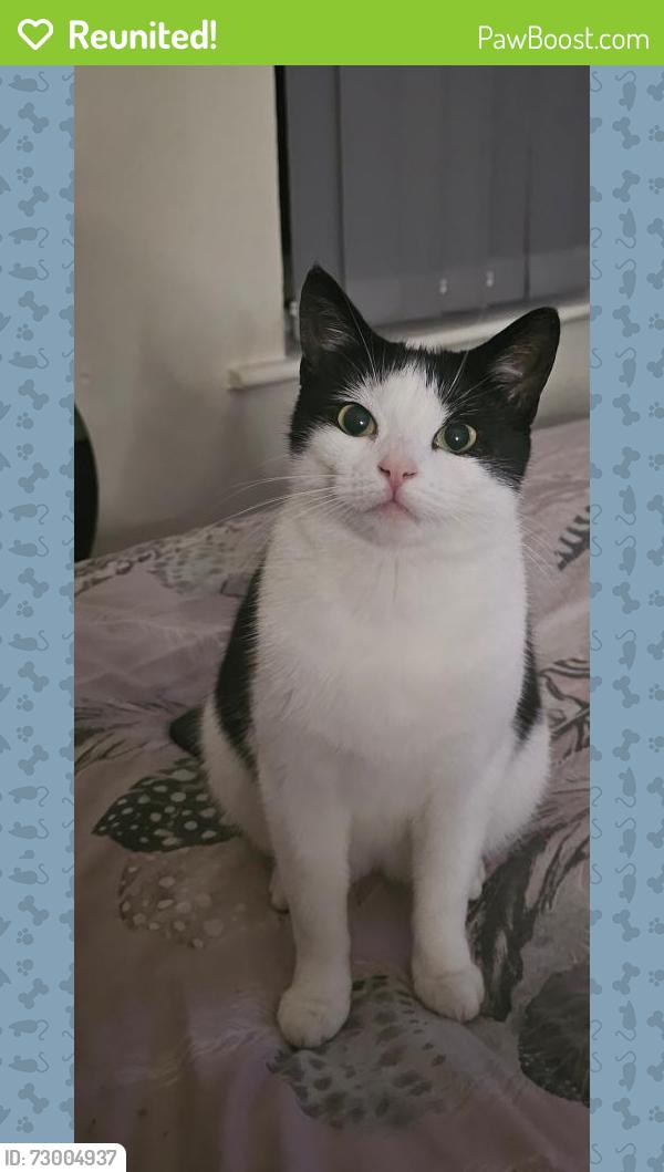 Reunited Female Cat last seen Bedford Square , Greater Manchester, England WN7