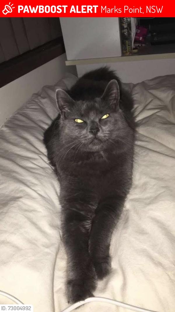 Lost Female Cat last seen Marks point sports club, Marks Point, NSW 2280