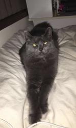 Lost Female Cat last seen Marks point sports club, Marks Point, NSW 2280