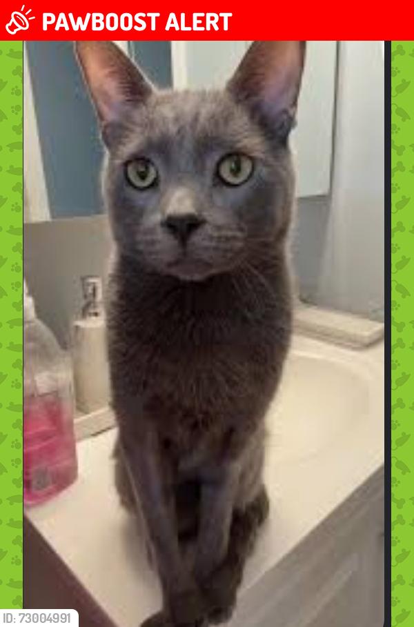 Lost Male Cat last seen Dewwitt Carter Public School, Port Colborne, ON L3K 1Z7