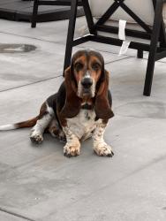 Reunited Male Dog last seen Vista Del Este / Goal, El Paso, TX 79938
