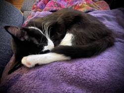 Reunited Male Cat last seen Washington Ave, Vinton VA, Roanoke County, VA 24179