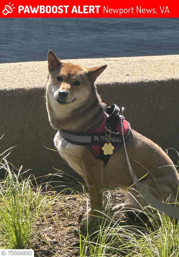 Lost Female Dog last seen Victory arch on 25th street & west avenue, heading east., Newport News, VA 23607