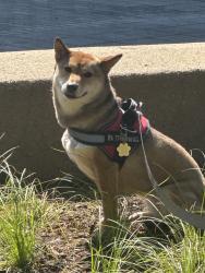 Lost Female Dog last seen Victory arch on 25th street & west avenue, heading east., Newport News, VA 23607