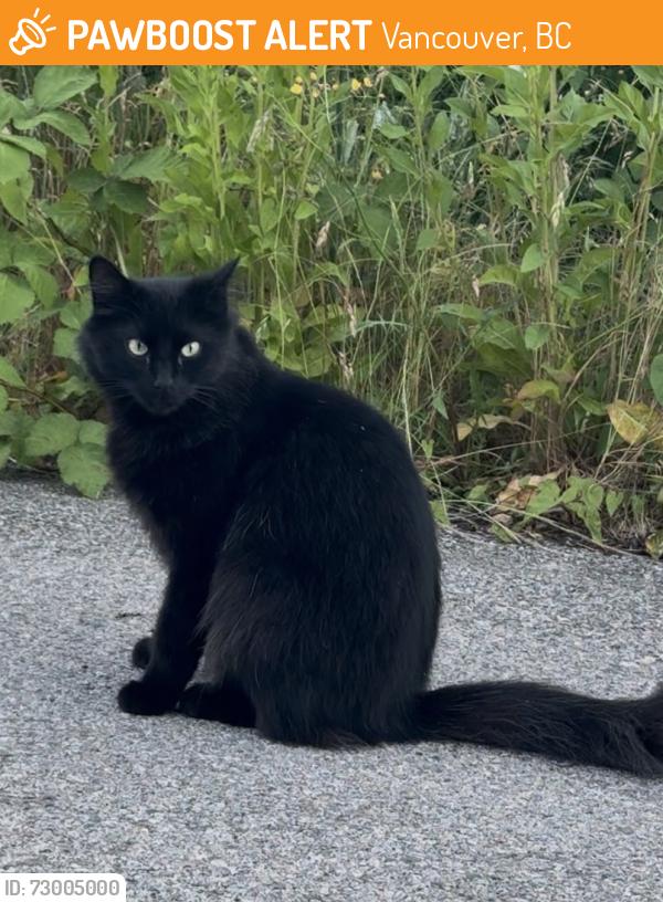 Found/Stray Unknown Cat last seen Arbutus Greenway near William Mackie Park, Vancouver, BC 