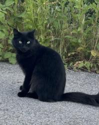 Found/Stray Unknown Cat last seen Arbutus Greenway near William Mackie Park, Vancouver, BC 