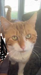 Reunited Male Cat last seen Oxford steer/marsala way Mernda between paddock behind Mernda Christian college and the pony club , Mernda, VIC 3754