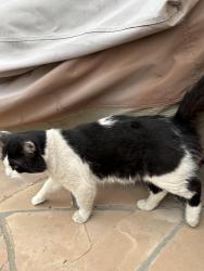 Found/Stray Male Cat last seen Near Sea Air Park at 9th St., Oxnard, CA 93035
