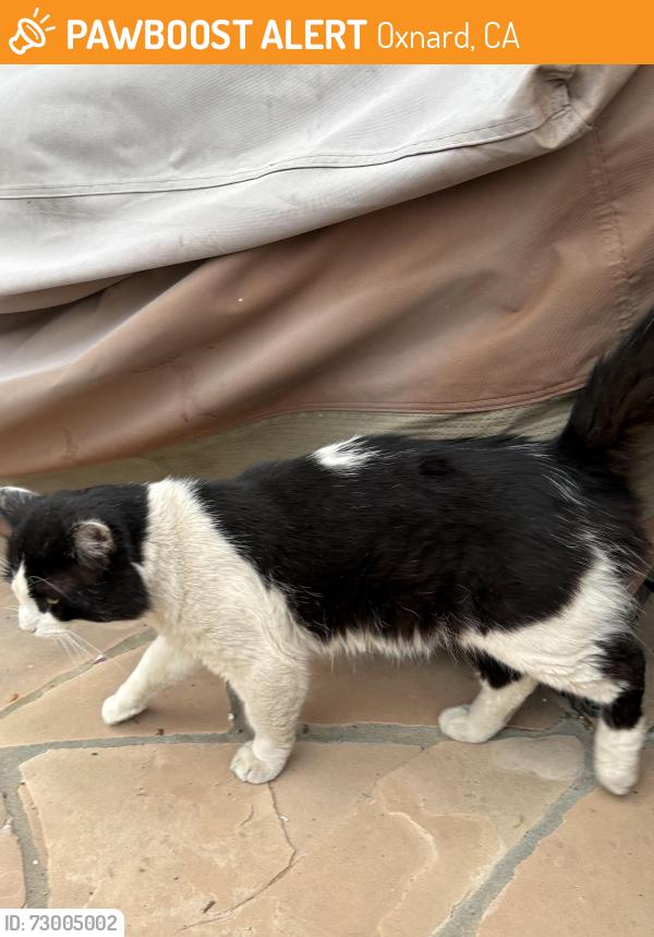 Found/Stray Male Cat last seen Near Sea Air Park at 9th St., Oxnard, CA 93035