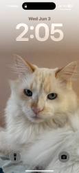 Reunited Male Cat last seen William , State College, PA 16801