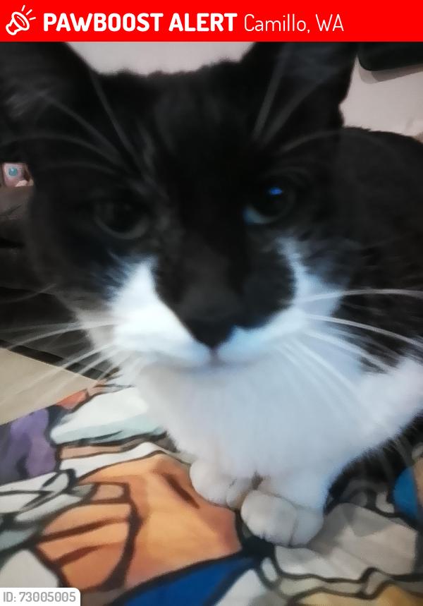 Lost Female Cat last seen Near midhurst street, Camillo, WA 6111
