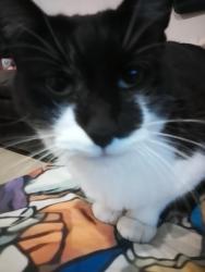 Lost Female Cat last seen Near midhurst street, Camillo, WA 6111