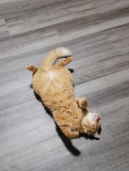 Reunited Male Cat last seen The woods, Fauquier County, VA 22742