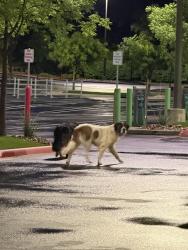 Found/Stray Male Dog last seen Costco on memorial, Tulsa, OK 74133