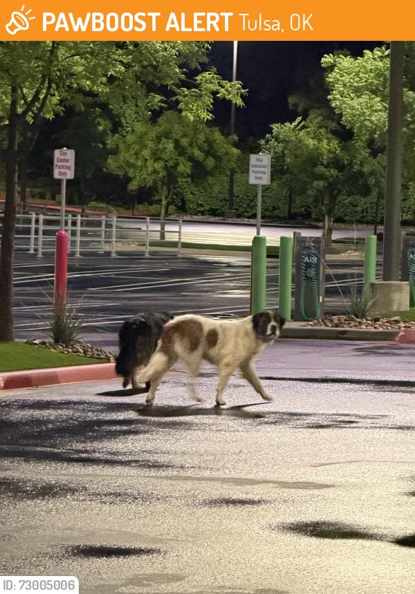 Found/Stray Male Dog last seen Costco on memorial, Tulsa, OK 74133