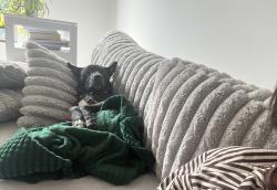 Shelter Stray Male Dog last seen Near Kingsbridge Avenue, BRONX, NY, 10463, 326 E 110th St, New York, NY 10029, USA