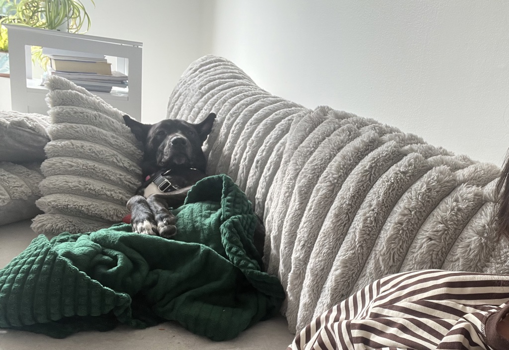 Shelter Stray Male Dog last seen Near Kingsbridge Avenue, BRONX, NY, 10463, 326 E 110th St, New York, NY 10029, USA