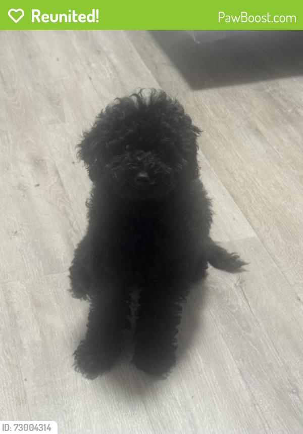Reunited Female Dog last seen FL-19, Groveland, FL, USA, Groveland, FL 34753