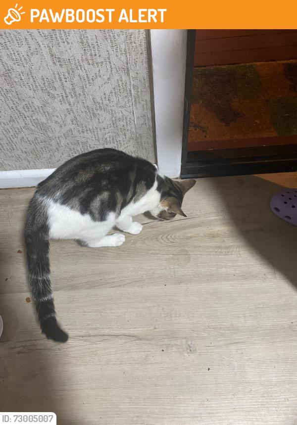 Found/Stray Unknown Cat last seen Shordley street, Chermside West, QLD 4032