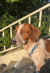 Reunited Male Dog last seen Signal hill school, Belleville, IL 62223
