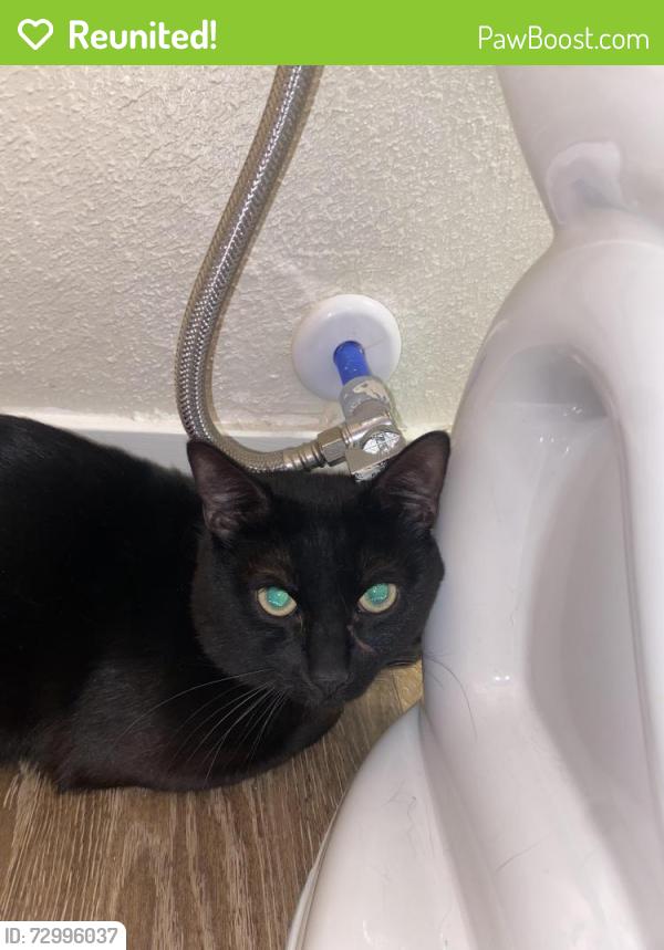 Reunited Unknown Cat last seen dutch bros, Denver, CO 80249