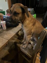 Reunited Male Dog last seen Signal Hill School, Belleville, IL 62223