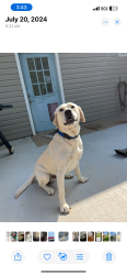 Reunited Male Dog last seen Near country life, O'Fallon, MO 63366