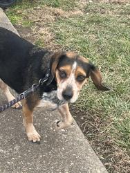 Reunited Male Dog last seen l-95, Dumfries, VA 22026