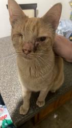 Lost Male Cat last seen DE Hills and Son inc, Lawrenceburg, TN 38464
